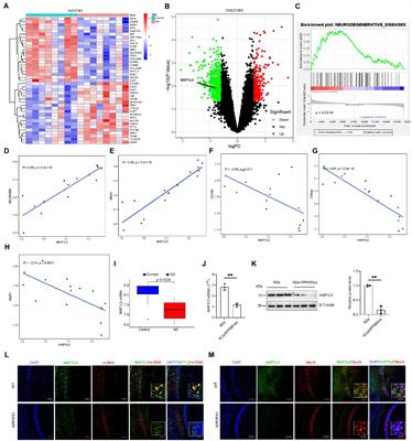 Nucleosome assembly protein 1-like 5 alleviates Alzheimer’s disease-like pathological characteristics in a cell model